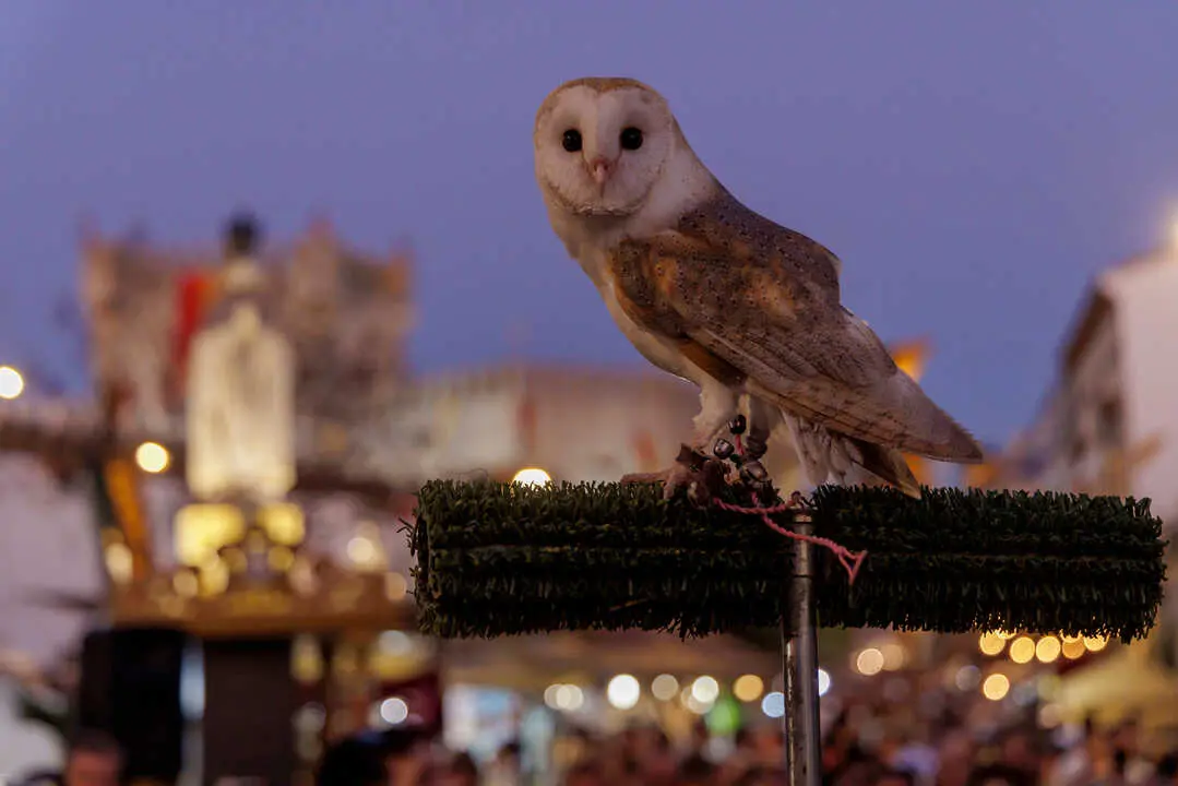 Feria de la Seda de Los Molares. | Ayto