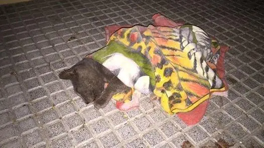 El gato fue atropellado. - Viva