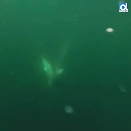 Graban una espectacular pelea entre tiburones