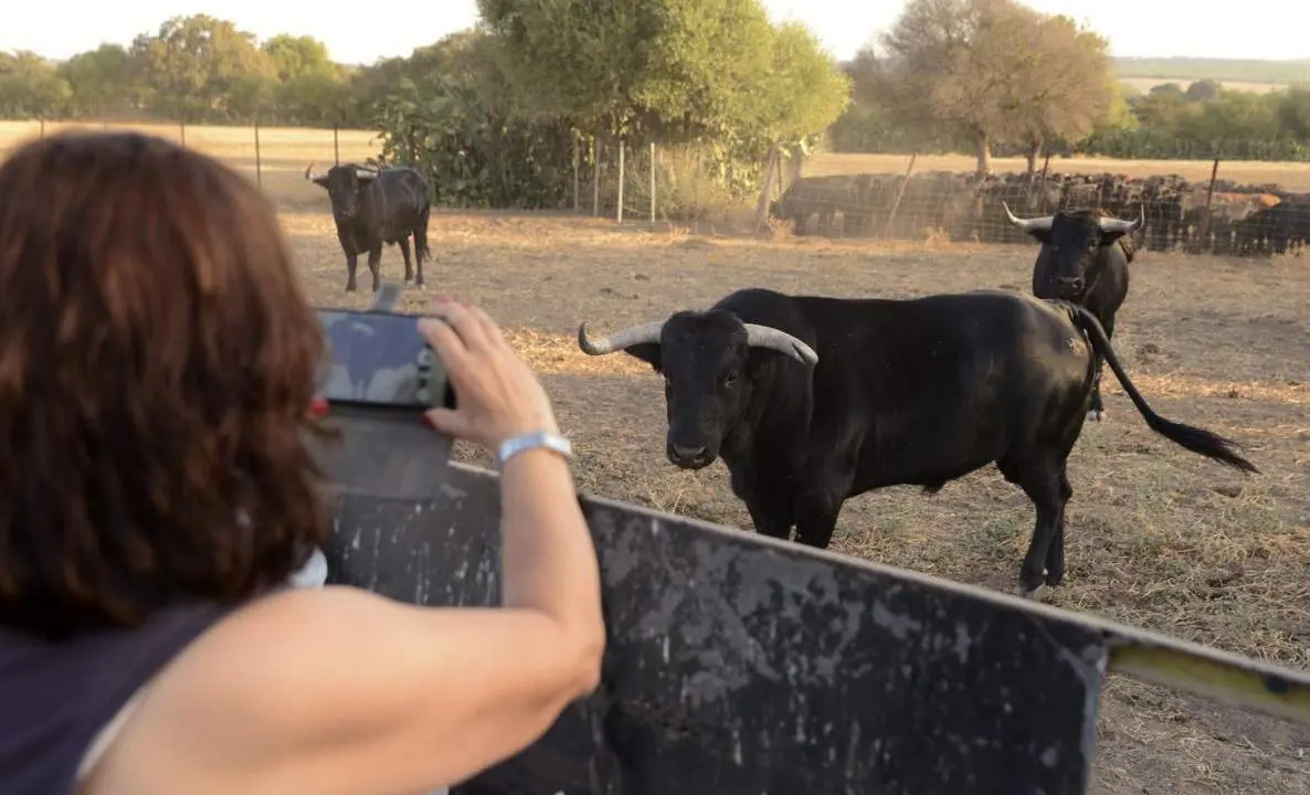 El toro en la dehesa - F. Cabanillas