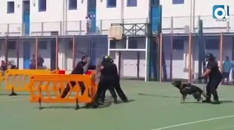 Olfato canino, instrumento esencial del trabajo policial en Gibraltar