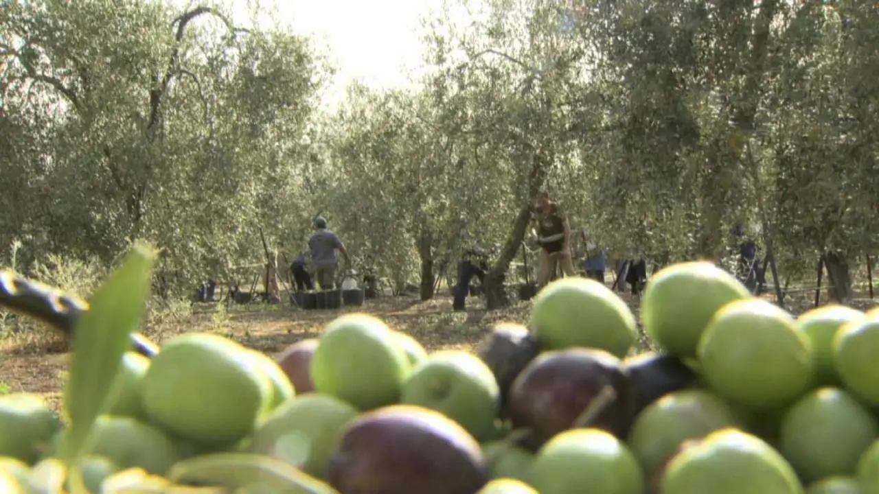 recogida de la aceituna - archivo
