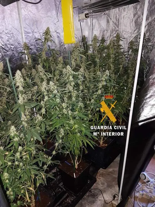 Plantas incautadas - vm