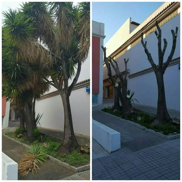 Antes y despu&eacute;s de la poda - AI