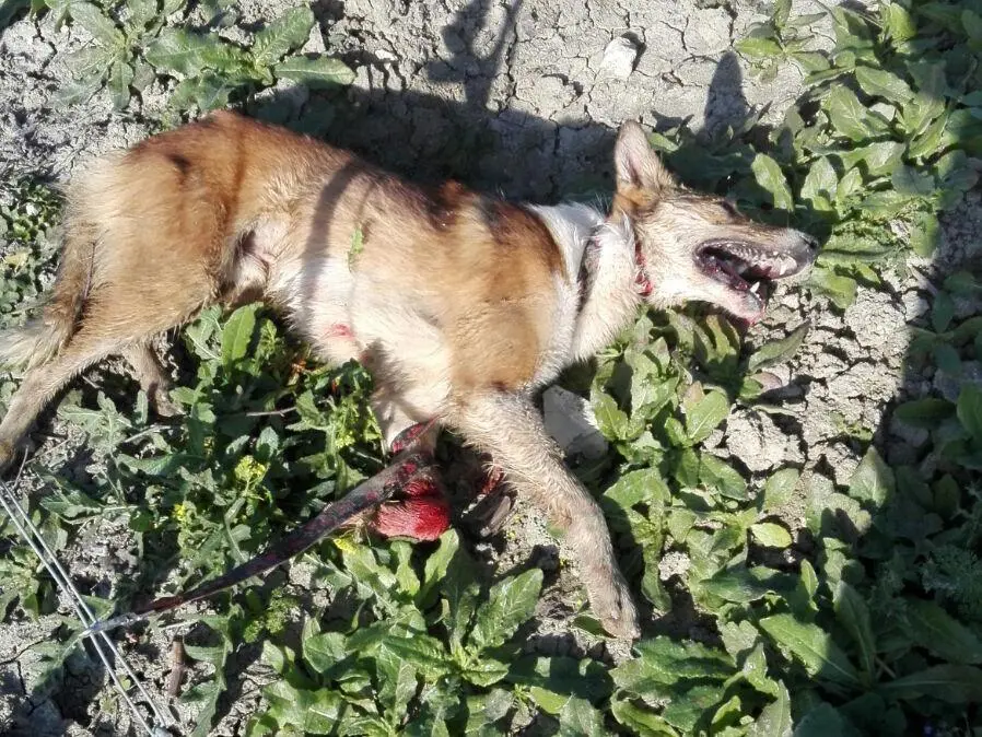 H&eacute;roe, el perro rescatado. - Fuente: Siempre Contigo