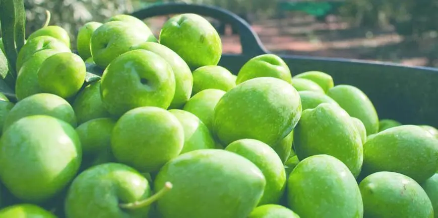 aceitunas tipo gordal - archivo