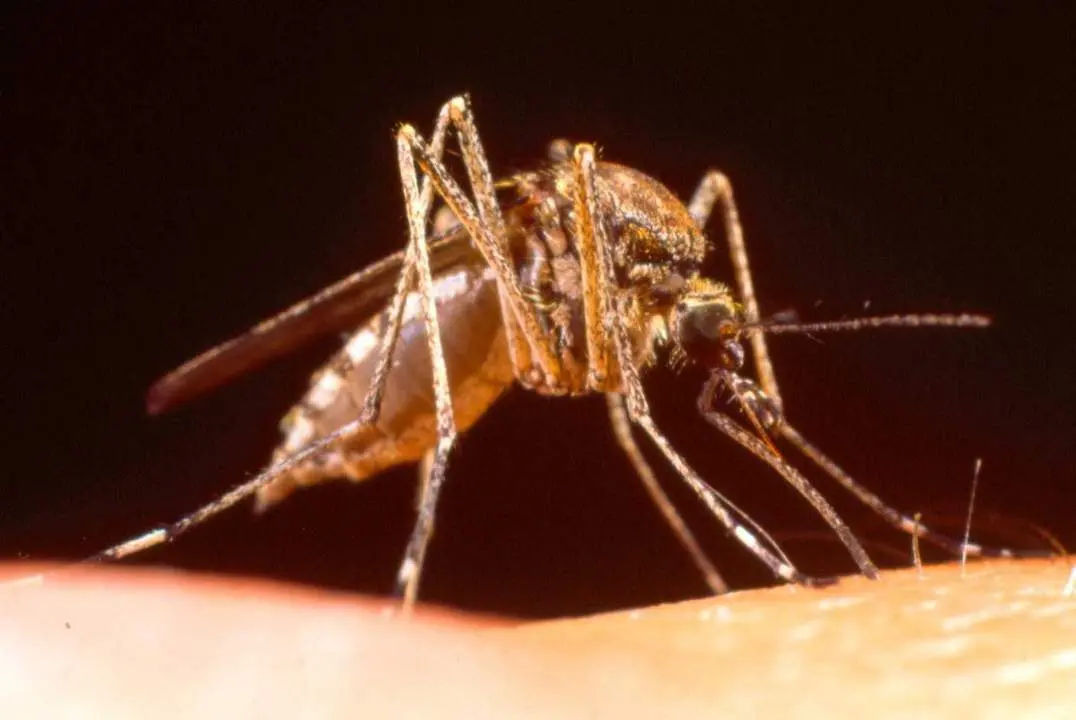 Su aspecto es similar al mosquito tigre - 