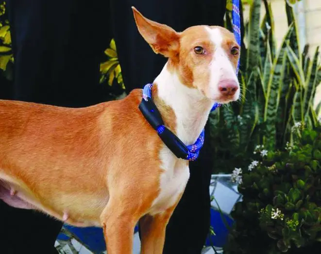 Una podenquita en adopci&oacute;n - vm