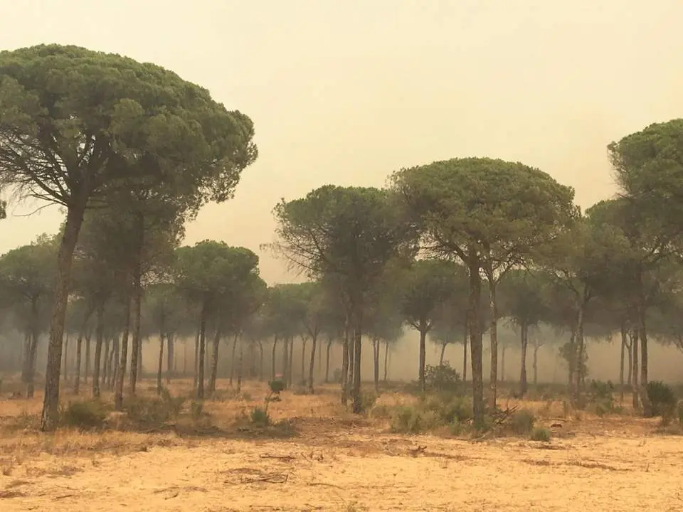 El incendio - EDU SILES