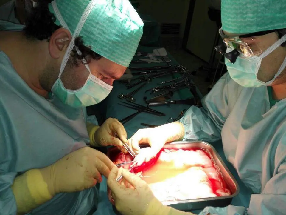 Transplante ort&oacute;pico.  - VM