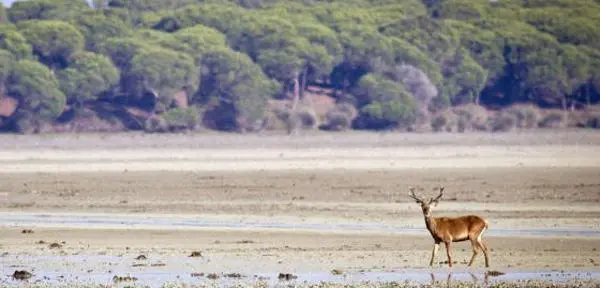 DO&Ntilde;ANA - EFE