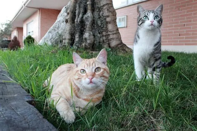 Colonia de gatos - VM