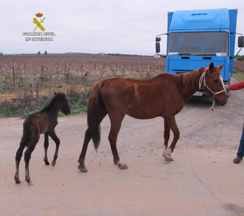 Equinos de la finca de Chucena - VH