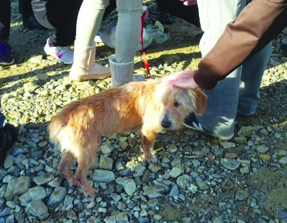 Perro de Antonio. - Torremolinos TV