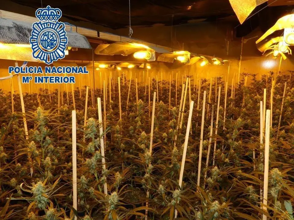 Plantaci&oacute;n de marihuana. - Polic&iacute;a Nacional.