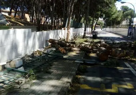 Ca&iacute;da del &aacute;rbol. - Cedida