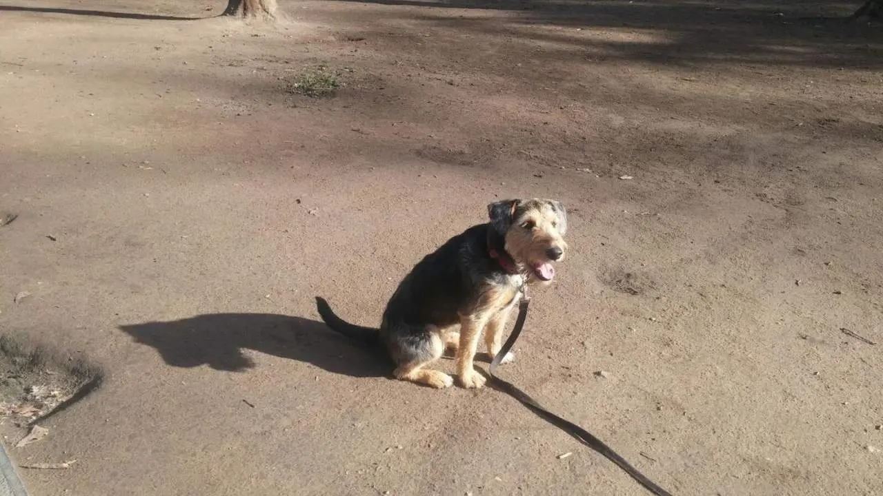 Perro. - EP