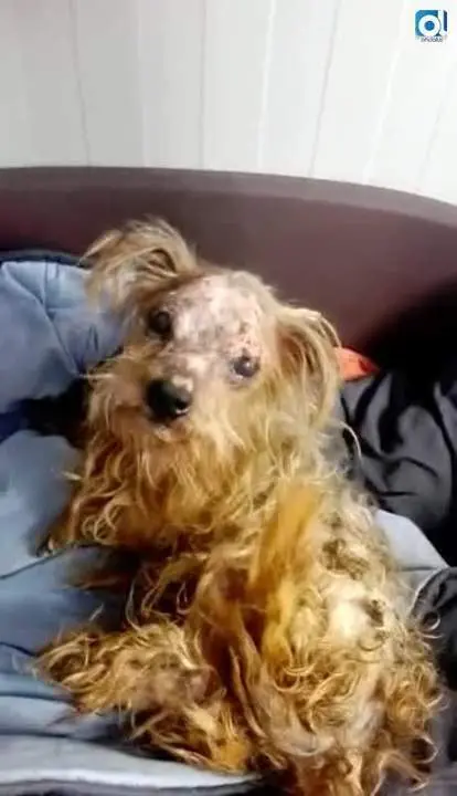 Operarios de Limasa rescatan a un perro que el due&ntilde;o tir&oacute; a la basura