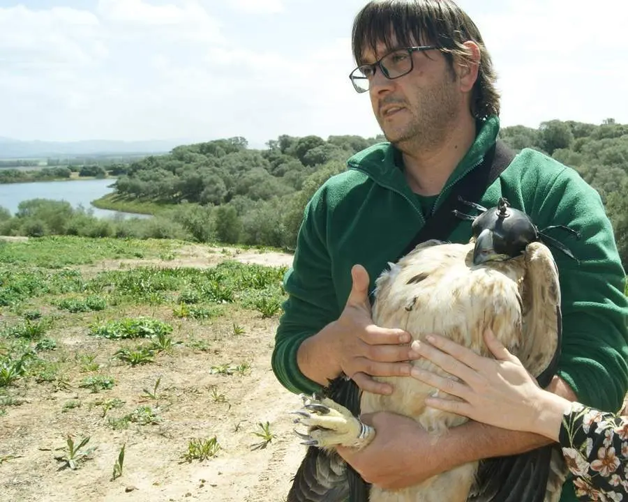 Liberan un &aacute;guila imperial en Las Lomas, Vejer - 