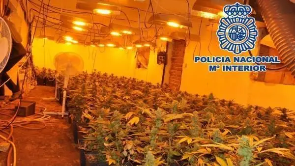 Plantaci&oacute;n marihuana. - 