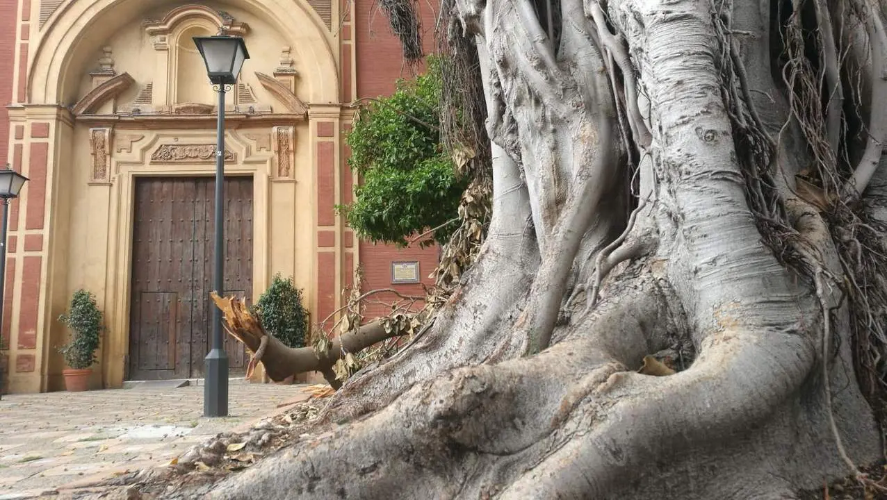 San Jacinto solicita talar su ficus por &ldquo;seguridad&rdquo;