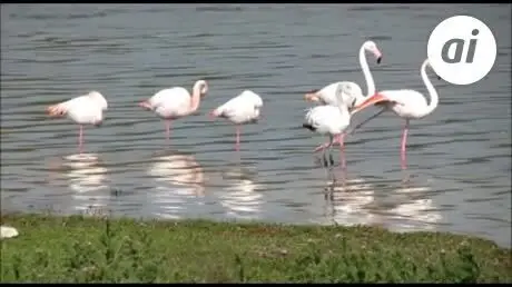 La Laguna de Fuente de Piedra alberga ya 35.000 flamencos