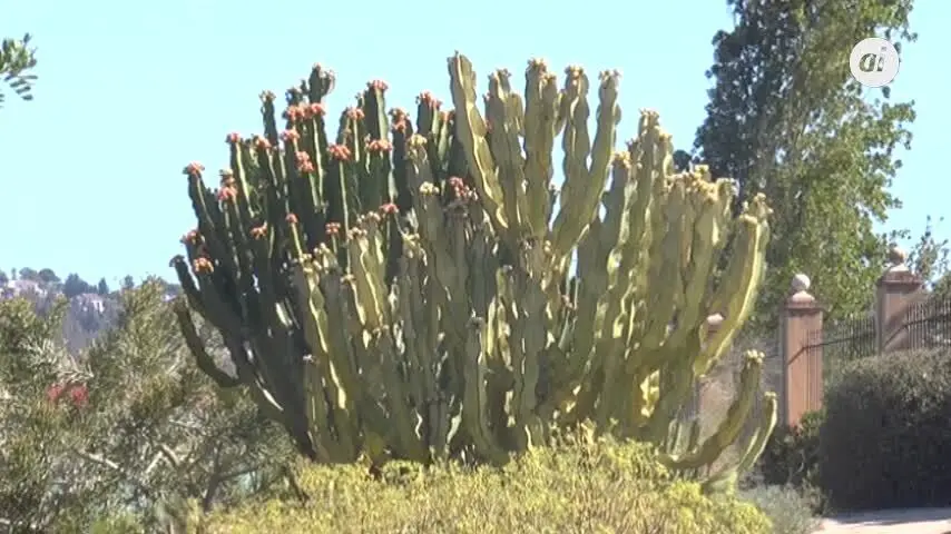 El pulm&oacute;n verde universitario