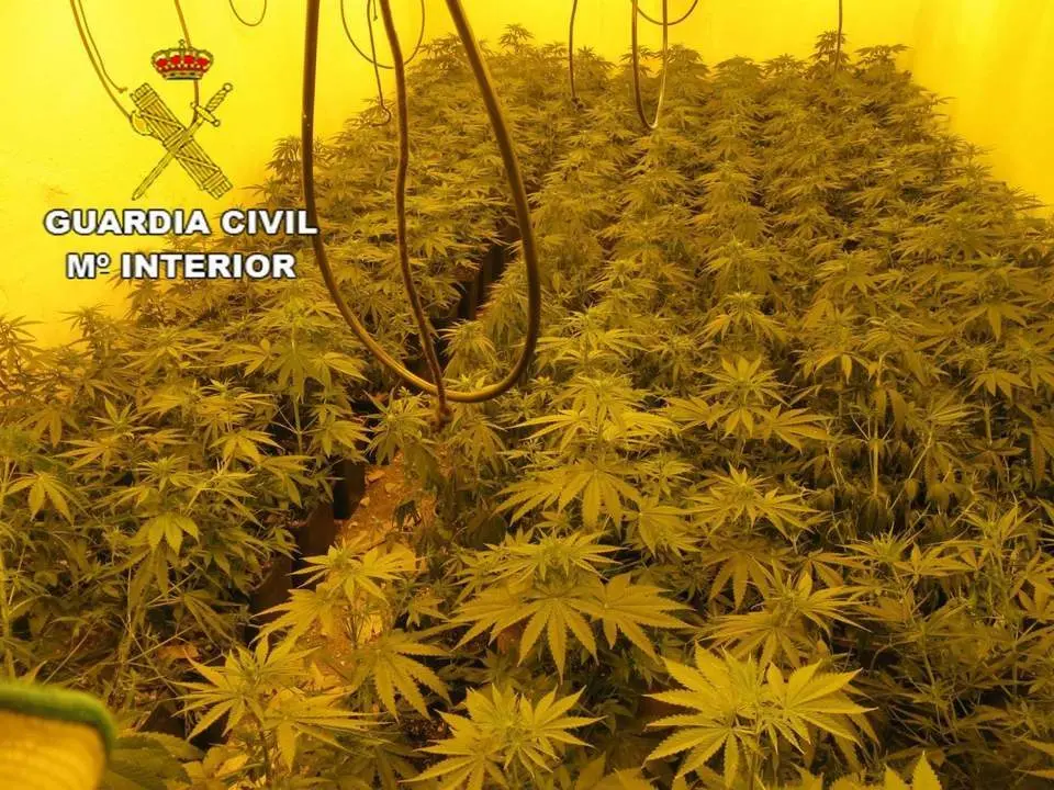 Plantaci&oacute;n de marihuana. - AI