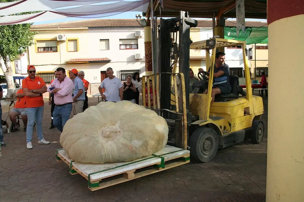 Con 506 kilos, gana el III Concurso de Calabazas Gigantes de Mollina
