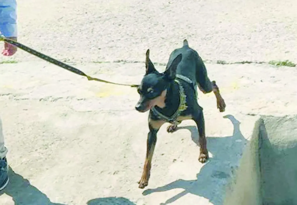 Uno de los perros que han muerto. - Viva