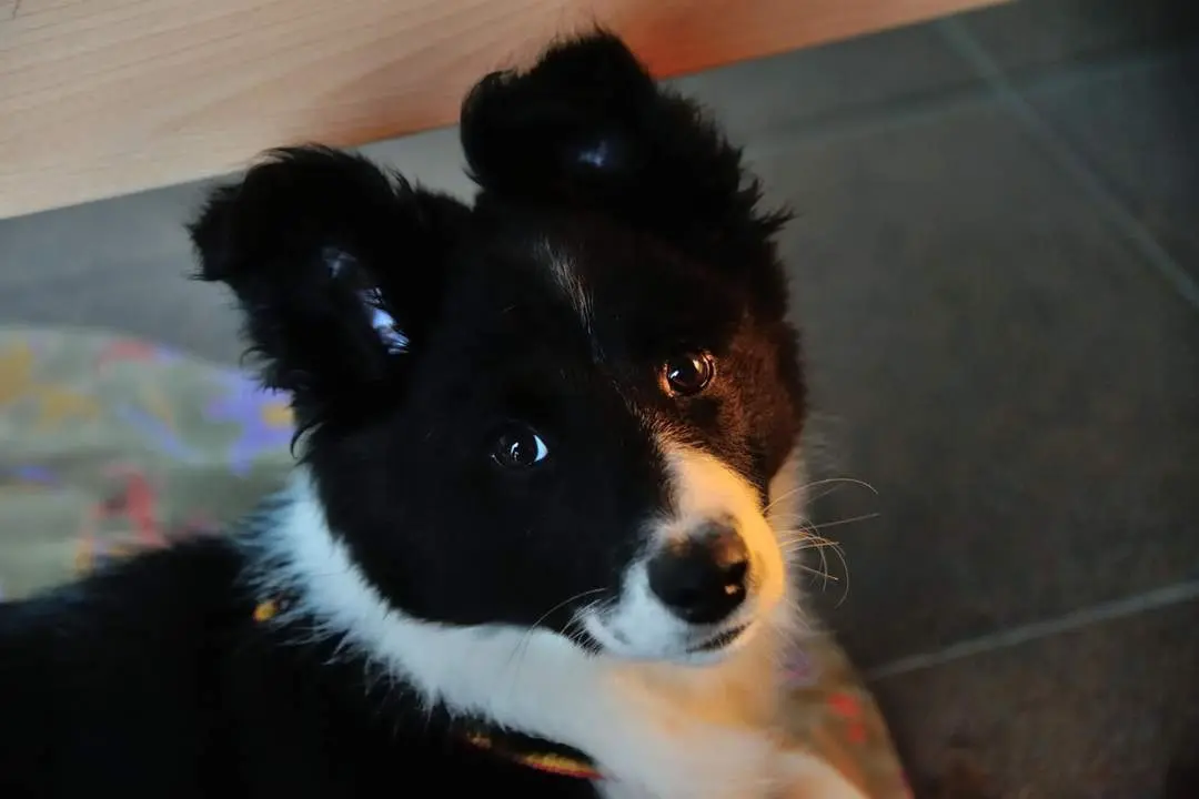 Perro. - 