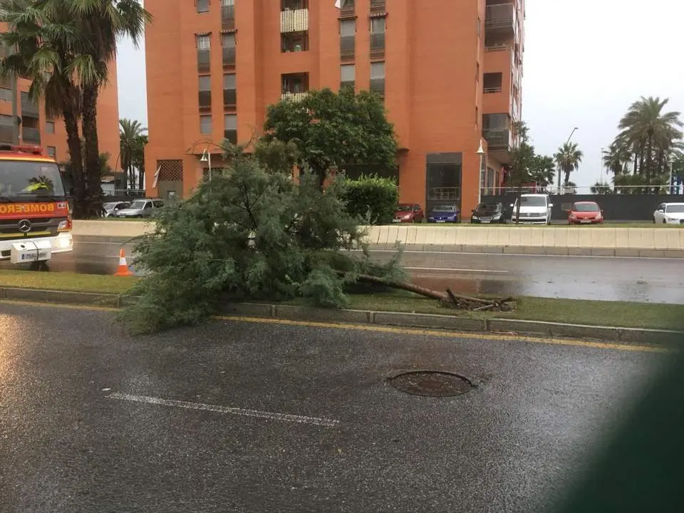 &Aacute;rbol ca&iacute;do en calle Pac&iacute;fico (M&aacute;laga) - VM