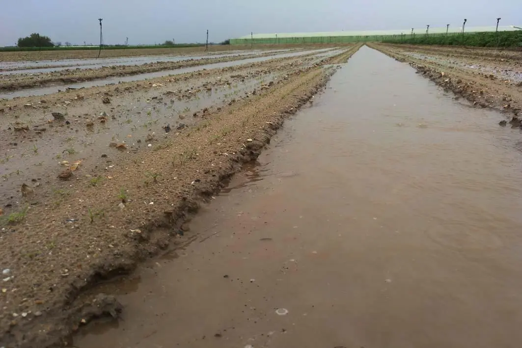 La zanahoria, perjudicada por las ultimas lluvias - Ra&uacute;l J. Bustillos