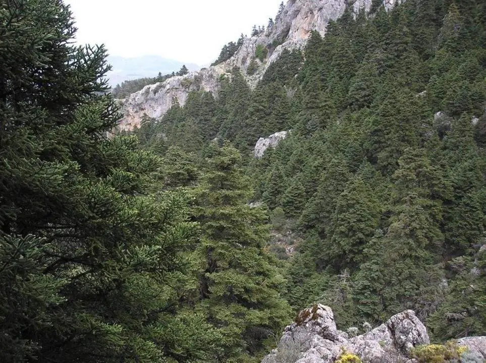 imagen de sierra de las nieves. - vm