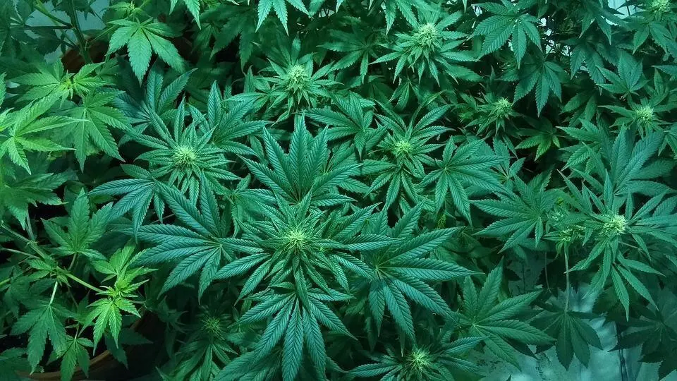 Marihuana. - AI