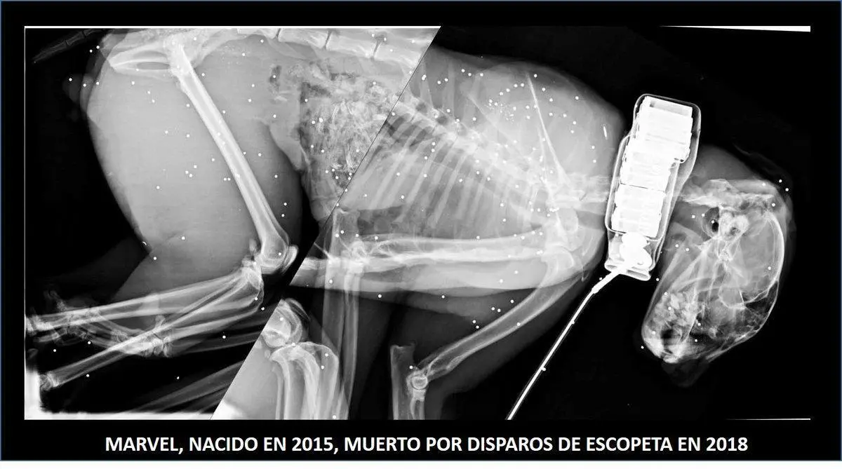 Rx del ince. - Twitter Miguel Sim&oacute;n