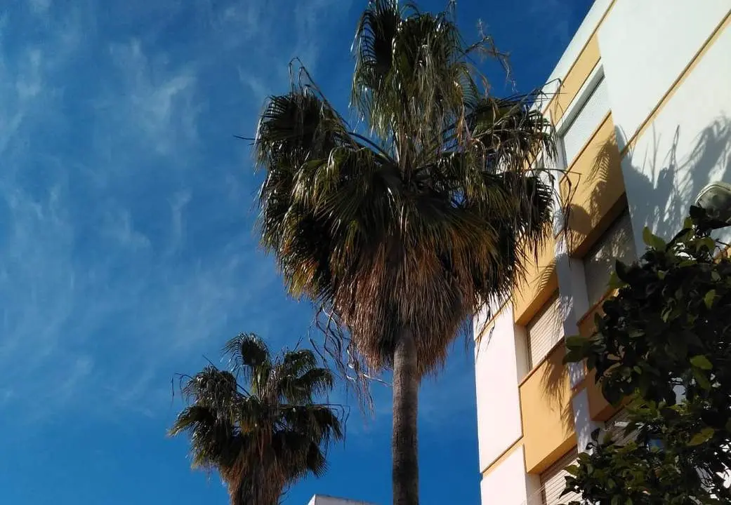 Palmeras de Durango. - AI