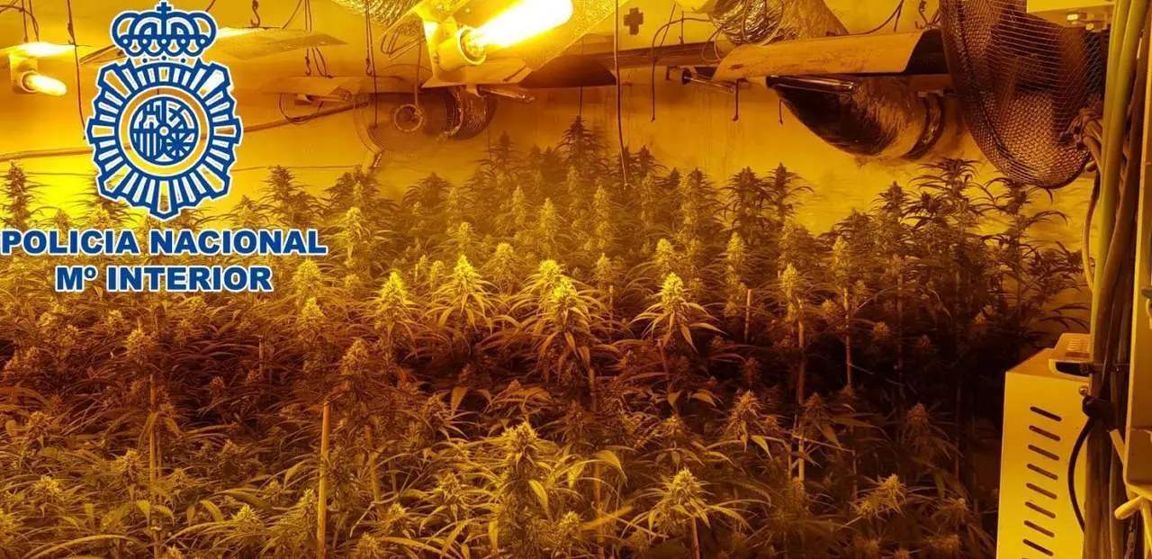 Plantaci&oacute;n de marihuana. - Polic&iacute;a Nacional.