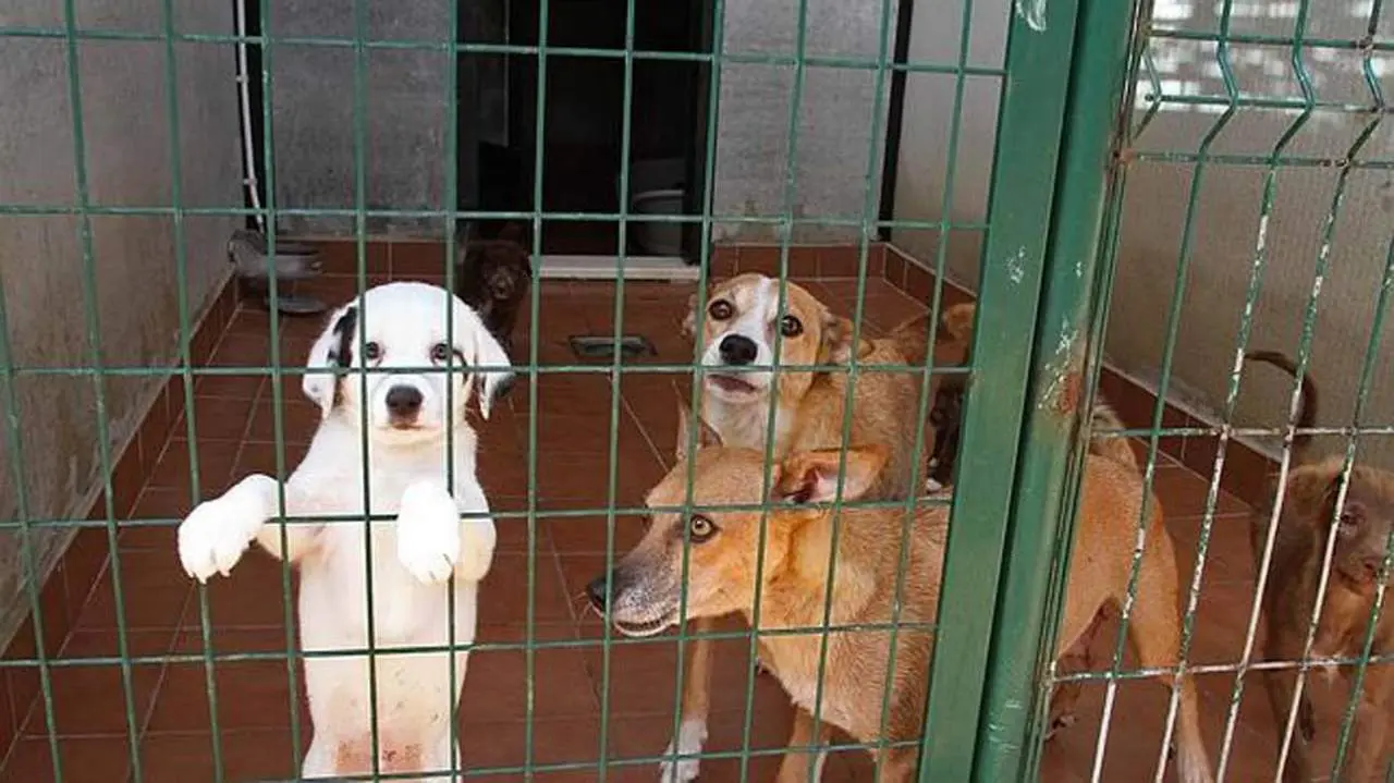 Perros rescatados. - VM