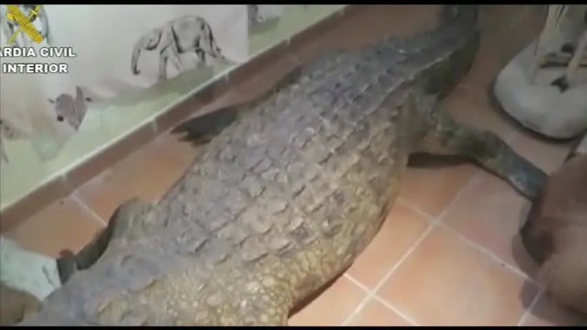 Desarticulada una red de comercio ilegal de animales disecados