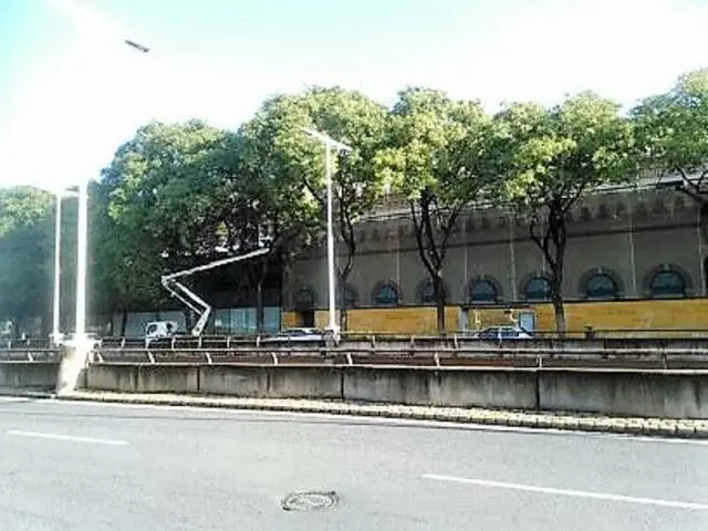 Tipuanas en Plaza de Armas - Amigos Parques Jardines