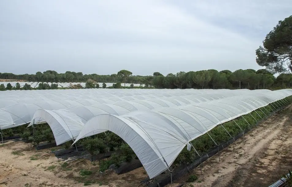 Plantaci&oacute;n agr&iacute;cola. - VH