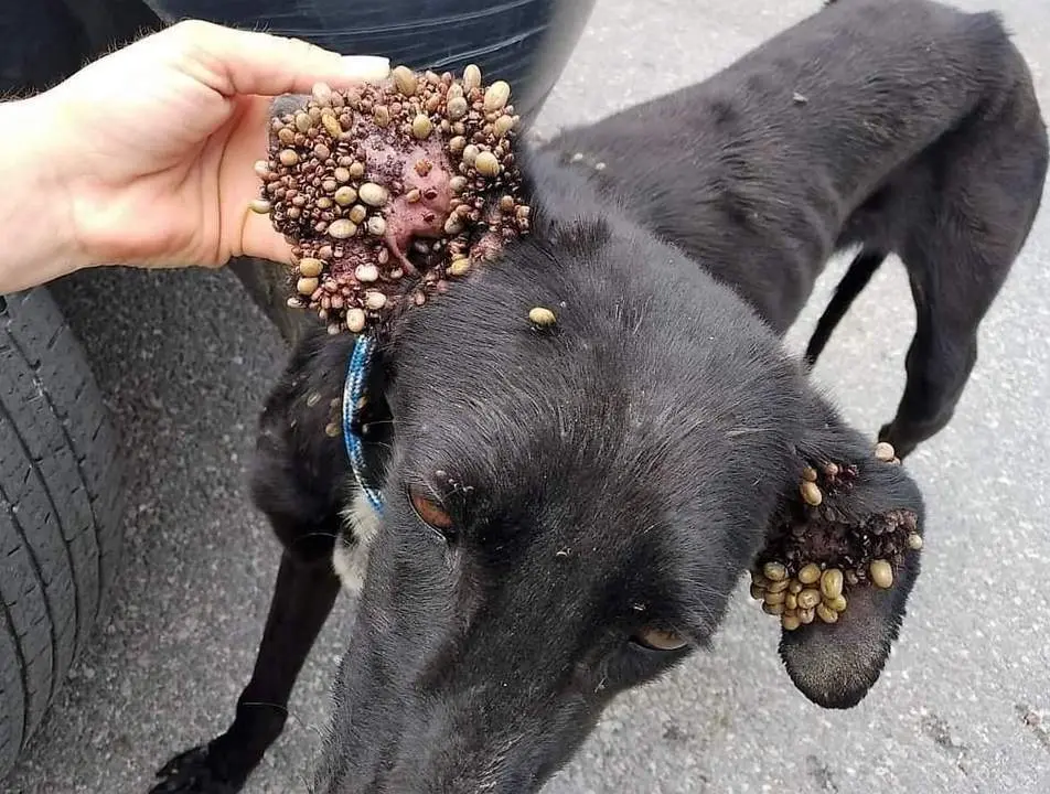 Perro de caza rescatado.  - SPAPM