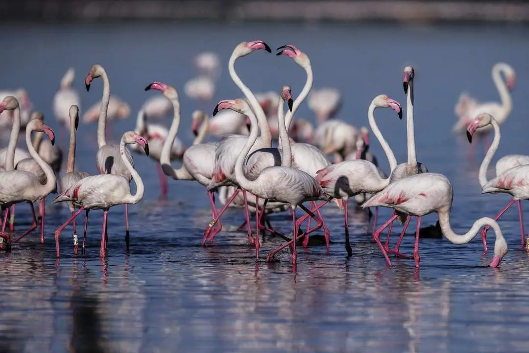 Nacen las primeras cr&iacute;as de flamenco rosa en Fuente de Piedra