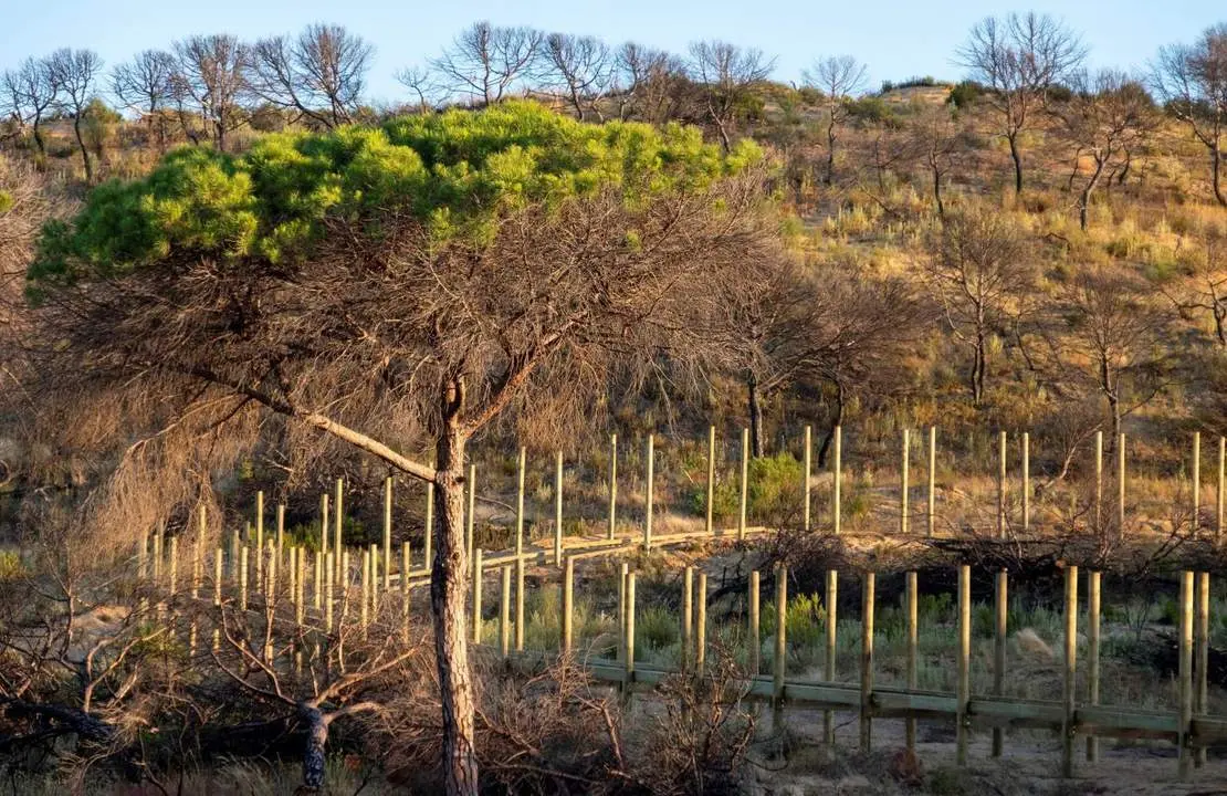 Reforestaci&oacute;n de Do&ntilde;ana. - EFE