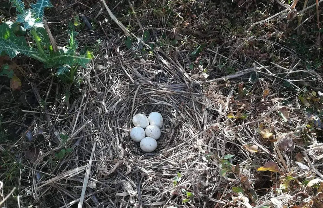 Huevos de aguilucho cenizo. - VH