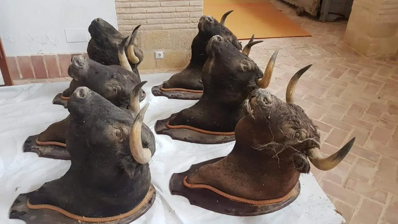 Las cabezas de toros vuelven al coso portuense. - AI