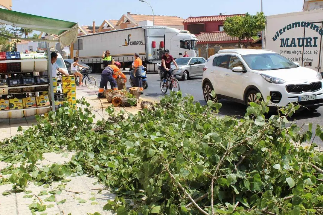 Retirada de los restos del &aacute;rbol - Ra&uacute;l J. Bustillos