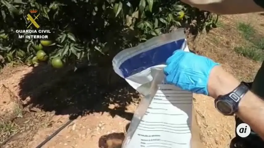 Investigado por cultivar mandarinas israel&iacute;es sin pagar patente
