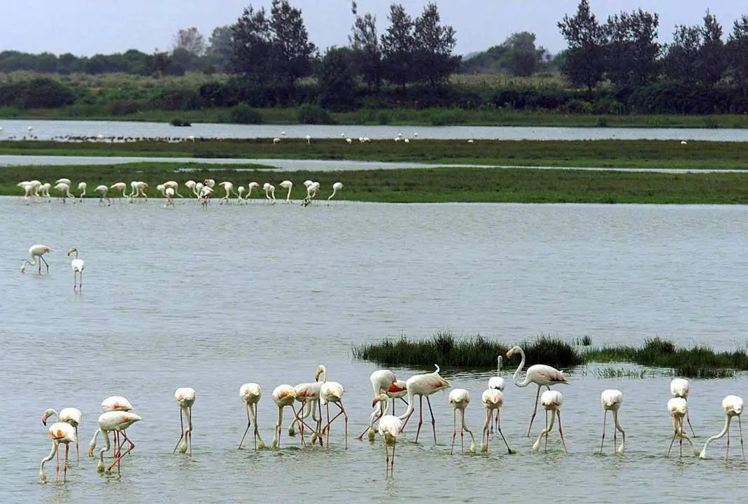 Do&ntilde;ana.  - Efe